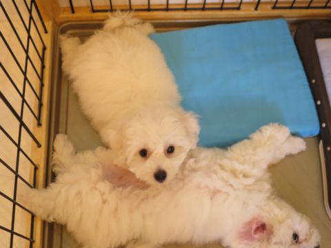 ビションフリーゼフントヒュッテビションフリーゼ子犬こいぬ父チャンピオン犬チャンピオン血統ビション子犬おんなのこ東京ビションフリーゼ画像性格かわいい_454.jpg