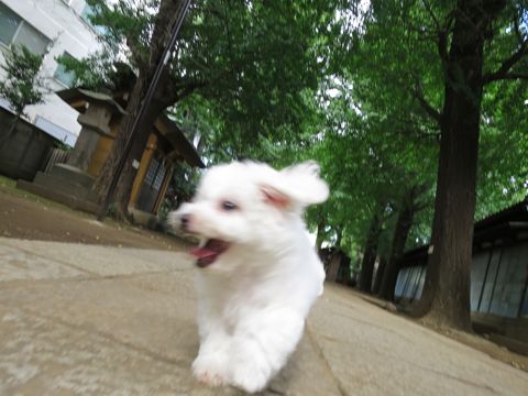 ¥Ó¥·¥ç¥ó¥Õ¥ê¡¼¥¼¥Õ¥ó¥È¥Ò¥å¥Ã¥Æ¥Ó¥·¥ç¥ó¥Õ¥ê¡¼¥¼»Ò¸¤¤³¤¤¤ÌÉã¥Á¥ã¥ó¥Ô¥ª¥ó¸¤¥Á¥ã¥ó¥Ô¥ª¥ó·ìÅý¥Ó¥·¥ç¥ó»Ò¸¤¤ª¤ó¤Ê¤Î¤³Åìµþ¥Ó¥·¥ç¥ó¥Õ¥ê¡¼¥¼²èÁüÀ³Ê¤«¤ï¤¤¤¤_482.jpg