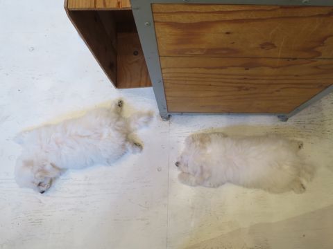 ビションフリーゼフントヒュッテビションフリーゼ子犬こいぬ父チャンピオン犬チャンピオン血統ビション子犬おんなのこ東京ビションフリーゼ画像性格かわいい_495.jpg