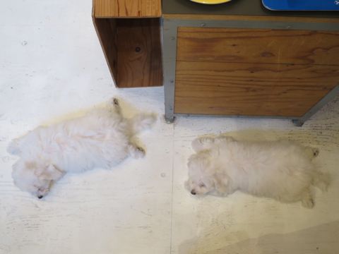 ビションフリーゼフントヒュッテビションフリーゼ子犬こいぬ父チャンピオン犬チャンピオン血統ビション子犬おんなのこ東京ビションフリーゼ画像性格かわいい_496.jpg
