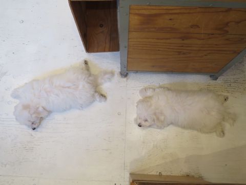 ビションフリーゼフントヒュッテビションフリーゼ子犬こいぬ父チャンピオン犬チャンピオン血統ビション子犬おんなのこ東京ビションフリーゼ画像性格かわいい_497.jpg