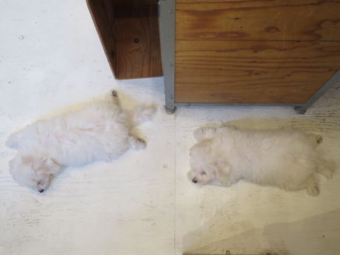 ビションフリーゼフントヒュッテビションフリーゼ子犬こいぬ父チャンピオン犬チャンピオン血統ビション子犬おんなのこ東京ビションフリーゼ画像性格かわいい_498.jpg