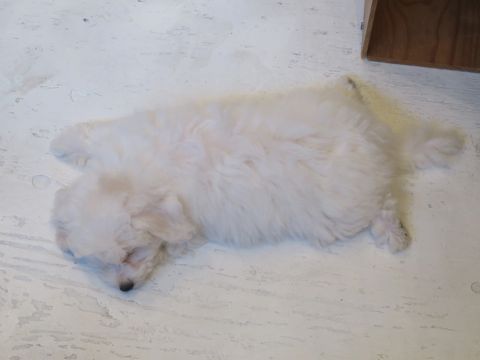 ビションフリーゼフントヒュッテビションフリーゼ子犬こいぬ父チャンピオン犬チャンピオン血統ビション子犬おんなのこ東京ビションフリーゼ画像性格かわいい_499.jpg