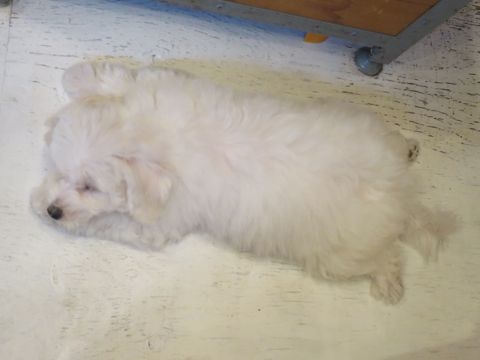 ビションフリーゼフントヒュッテビションフリーゼ子犬こいぬ父チャンピオン犬チャンピオン血統ビション子犬おんなのこ東京ビションフリーゼ画像性格かわいい_500.jpg