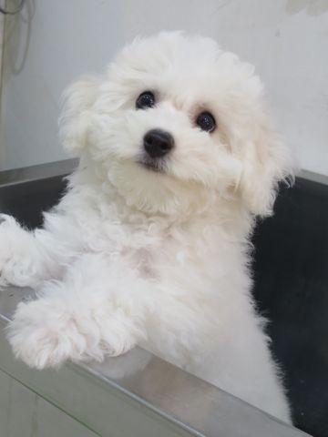 ビションフリーゼフントヒュッテビションフリーゼ子犬こいぬ父チャンピオン犬チャンピオン血統ビション子犬おんなのこ東京ビションフリーゼ画像性格かわいい_510.jpg