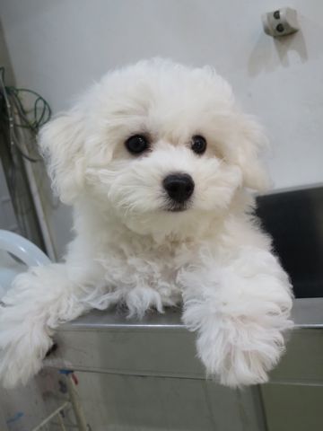 ビションフリーゼフントヒュッテビションフリーゼ子犬こいぬ父チャンピオン犬チャンピオン血統ビション子犬おんなのこ東京ビションフリーゼ画像性格かわいい_511.jpg