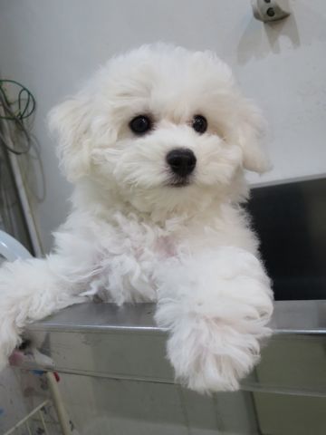 ビションフリーゼフントヒュッテビションフリーゼ子犬こいぬ父チャンピオン犬チャンピオン血統ビション子犬おんなのこ東京ビションフリーゼ画像性格かわいい_512.jpg