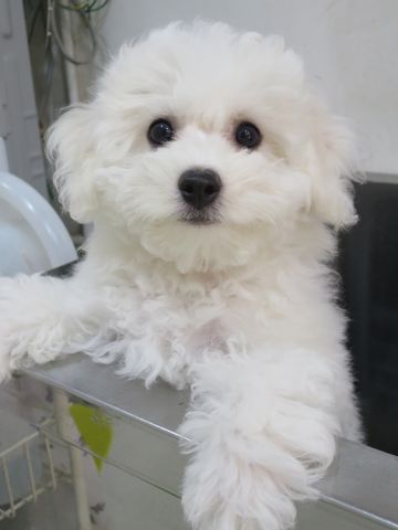 ビションフリーゼフントヒュッテビションフリーゼ子犬こいぬ父チャンピオン犬チャンピオン血統ビション子犬おんなのこ東京ビションフリーゼ画像性格かわいい_513.jpg