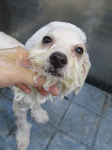 ビションフリーゼフントヒュッテビションフリーゼ子犬こいぬ父チャンピオン犬チャンピオン血統ビション子犬おんなのこ東京ビションフリーゼ画像性格かわいい_514.jpg