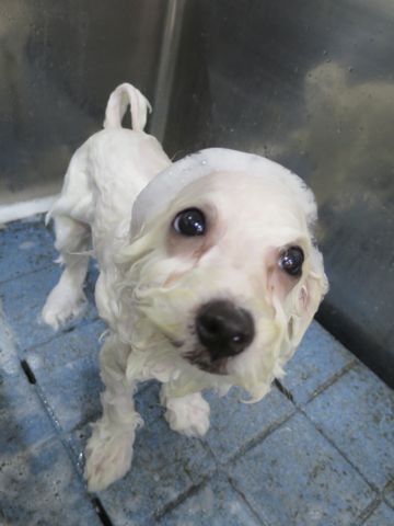 ビションフリーゼフントヒュッテビションフリーゼ子犬こいぬ父チャンピオン犬チャンピオン血統ビション子犬おんなのこ東京ビションフリーゼ画像性格かわいい_515.jpg