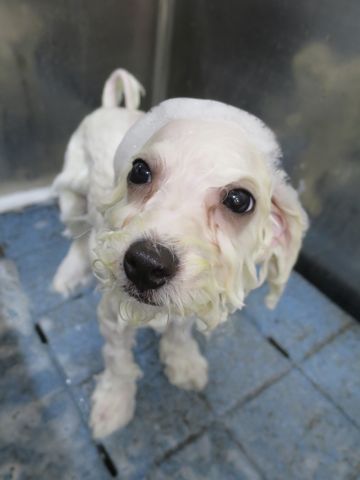 ビションフリーゼフントヒュッテビションフリーゼ子犬こいぬ父チャンピオン犬チャンピオン血統ビション子犬おんなのこ東京ビションフリーゼ画像性格かわいい_516.jpg