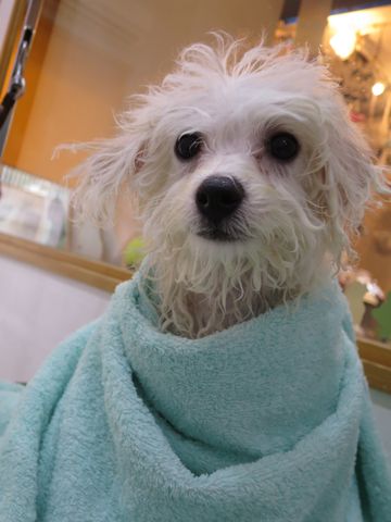 ビションフリーゼフントヒュッテビションフリーゼ子犬こいぬ父チャンピオン犬チャンピオン血統ビション子犬おんなのこ東京ビションフリーゼ画像性格かわいい_517.jpg