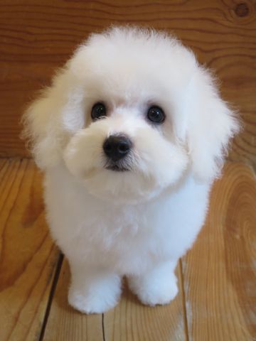 ビションフリーゼフントヒュッテビションフリーゼ子犬こいぬ父チャンピオン犬チャンピオン血統ビション子犬おんなのこ東京ビションフリーゼ画像性格かわいい_518.jpg