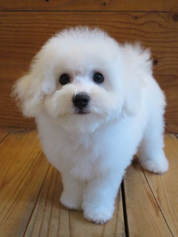 ビションフリーゼフントヒュッテビションフリーゼ子犬こいぬ父チャンピオン犬チャンピオン血統ビション子犬おんなのこ東京ビションフリーゼ画像性格かわいい_519.jpg