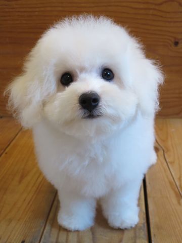 ビションフリーゼフントヒュッテビションフリーゼ子犬こいぬ父チャンピオン犬チャンピオン血統ビション子犬おんなのこ東京ビションフリーゼ画像性格かわいい_520.jpg