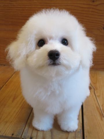 ビションフリーゼフントヒュッテビションフリーゼ子犬こいぬ父チャンピオン犬チャンピオン血統ビション子犬おんなのこ東京ビションフリーゼ画像性格かわいい_521.jpg