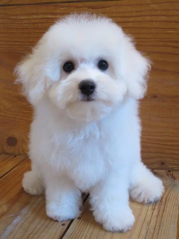 ビションフリーゼフントヒュッテビションフリーゼ子犬こいぬ父チャンピオン犬チャンピオン血統ビション子犬おんなのこ東京ビションフリーゼ画像性格かわいい_522.jpg