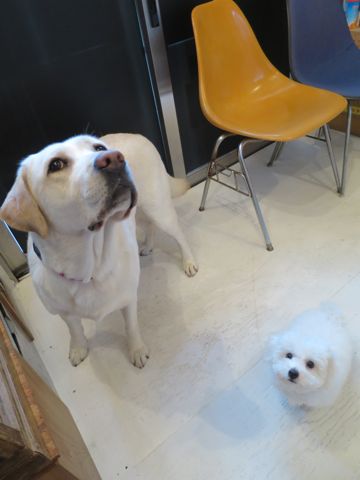 ビションフリーゼフントヒュッテビションフリーゼ子犬こいぬ父チャンピオン犬チャンピオン血統ビション子犬おんなのこ東京ビションフリーゼ画像性格かわいい_557.jpg