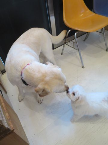 ビションフリーゼフントヒュッテビションフリーゼ子犬こいぬ父チャンピオン犬チャンピオン血統ビション子犬おんなのこ東京ビションフリーゼ画像性格かわいい_558.jpg