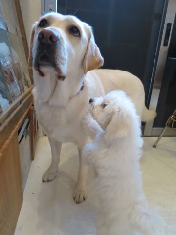 ビションフリーゼフントヒュッテビションフリーゼ子犬こいぬ父チャンピオン犬チャンピオン血統ビション子犬おんなのこ東京ビションフリーゼ画像性格かわいい_560.jpg