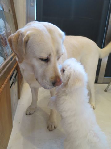 ビションフリーゼフントヒュッテビションフリーゼ子犬こいぬ父チャンピオン犬チャンピオン血統ビション子犬おんなのこ東京ビションフリーゼ画像性格かわいい_561.jpg