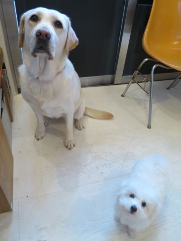 ビションフリーゼフントヒュッテビションフリーゼ子犬こいぬ父チャンピオン犬チャンピオン血統ビション子犬おんなのこ東京ビションフリーゼ画像性格かわいい_564.jpg