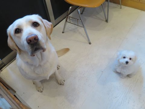 ビションフリーゼフントヒュッテビションフリーゼ子犬こいぬ父チャンピオン犬チャンピオン血統ビション子犬おんなのこ東京ビションフリーゼ画像性格かわいい_565.jpg