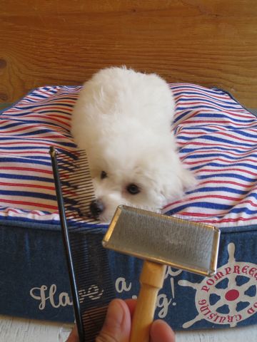 ビションフリーゼフントヒュッテビションフリーゼ子犬こいぬ父チャンピオン犬チャンピオン血統ビション子犬おんなのこ東京ビションフリーゼ画像性格かわいい_566.jpg