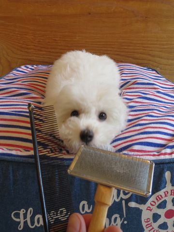 ビションフリーゼフントヒュッテビションフリーゼ子犬こいぬ父チャンピオン犬チャンピオン血統ビション子犬おんなのこ東京ビションフリーゼ画像性格かわいい_567.jpg