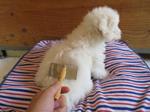 ビションフリーゼフントヒュッテビションフリーゼ子犬こいぬ父チャンピオン犬チャンピオン血統ビション子犬おんなのこ東京ビションフリーゼ画像性格かわいい_568.jpg