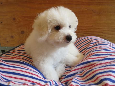 ビションフリーゼフントヒュッテビションフリーゼ子犬こいぬ父チャンピオン犬チャンピオン血統ビション子犬おんなのこ東京ビションフリーゼ画像性格かわいい_569.jpg