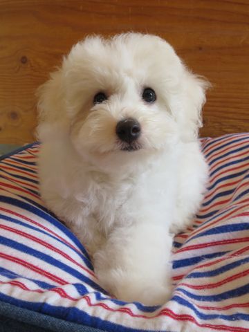 ビションフリーゼフントヒュッテビションフリーゼ子犬こいぬ父チャンピオン犬チャンピオン血統ビション子犬おんなのこ東京ビションフリーゼ画像性格かわいい_570.jpg