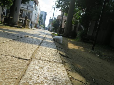 ¥Ó¥·¥ç¥ó¥Õ¥ê¡¼¥¼¥Õ¥ó¥È¥Ò¥å¥Ã¥Æ¥Ó¥·¥ç¥ó¥Õ¥ê¡¼¥¼»Ò¸¤¤³¤¤¤ÌÉã¥Á¥ã¥ó¥Ô¥ª¥ó¸¤¥Á¥ã¥ó¥Ô¥ª¥ó·ìÅý¥Ó¥·¥ç¥ó»Ò¸¤¤ª¤ó¤Ê¤Î¤³Åìµþ¥Ó¥·¥ç¥ó¥Õ¥ê¡¼¥¼²èÁüÀ³Ê¤«¤ï¤¤¤¤_574.jpg