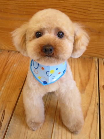 トイ・プードルトリミング文京区カットモデル犬関東トリミングサロン駒込フントヒュッテトイプードル画像トイプードルカットスタイルベアカットモデル27.jpg
