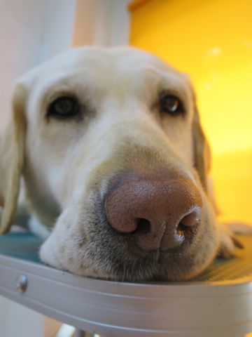 ラブラドール・レトリバートリミング文京区フントヒュッテ都内大型犬トリミング東京かわいいラブラドールレトリバー画像駒込ラブシャンプー関東大型犬画像43.jpg