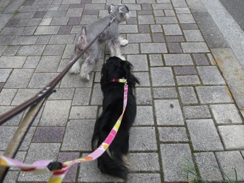 ミニチュアシュナウザーペットホテル様子おさんぽ犬おあずかり文京区フントヒュッテ東京シュナトリミング画像都内ペットホテル駒込ミニチュア・シュナウザーカット5.jpg
