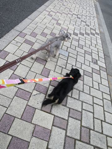 ミニチュアシュナウザーペットホテル様子おさんぽ犬おあずかり文京区フントヒュッテ東京シュナトリミング画像都内ペットホテル駒込ミニチュア・シュナウザーカット6.jpg