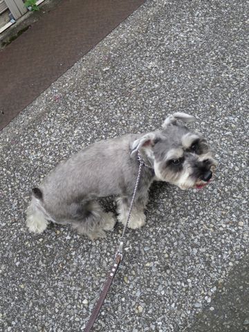 ミニチュアシュナウザーペットホテル様子おさんぽ犬おあずかり文京区フントヒュッテ東京シュナトリミング画像都内ペットホテル駒込ミニチュア・シュナウザーカット8.jpg