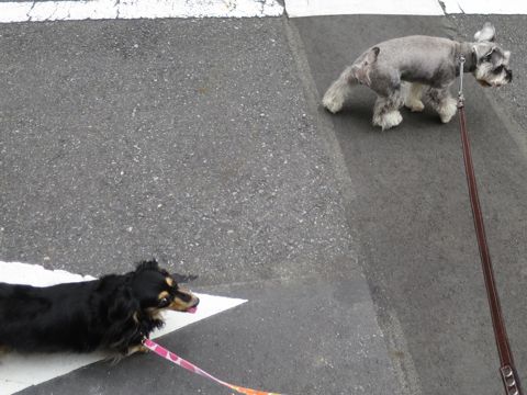 ミニチュアシュナウザーペットホテル様子おさんぽ犬おあずかり文京区フントヒュッテ東京シュナトリミング画像都内ペットホテル駒込ミニチュア・シュナウザーカット9.jpg