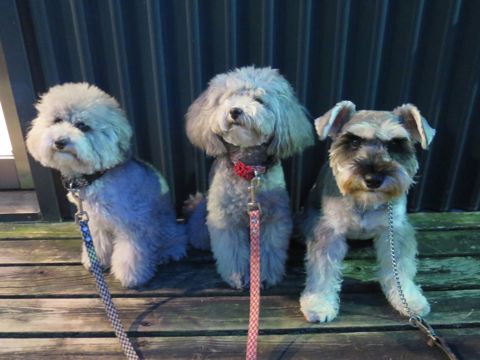 ミニチュアシュナウザーペットホテル様子おさんぽ犬おあずかり文京区フントヒュッテ東京シュナトリミング画像都内ペットホテル駒込ミニチュア・シュナウザーカット70.jpg