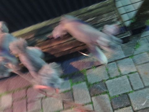 ミニチュアシュナウザーペットホテル様子おさんぽ犬おあずかり文京区フントヒュッテ東京シュナトリミング画像都内ペットホテル駒込ミニチュア・シュナウザーカット71.jpg