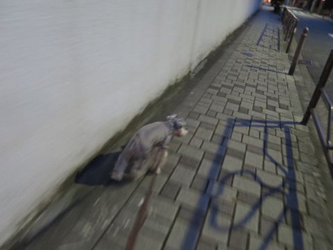 ミニチュアシュナウザーペットホテル様子おさんぽ犬おあずかり文京区フントヒュッテ東京シュナトリミング画像都内ペットホテル駒込ミニチュア・シュナウザーカット72.jpg