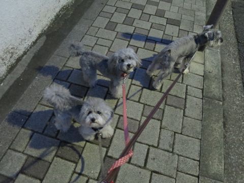 ミニチュアシュナウザーペットホテル様子おさんぽ犬おあずかり文京区フントヒュッテ東京シュナトリミング画像都内ペットホテル駒込ミニチュア・シュナウザーカット73.jpg