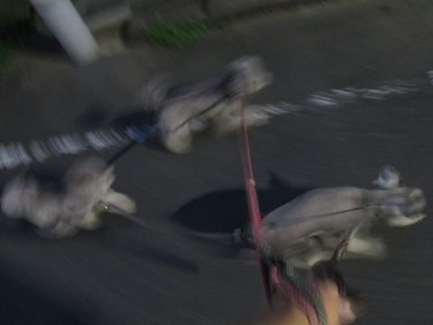 ミニチュアシュナウザーペットホテル様子おさんぽ犬おあずかり文京区フントヒュッテ東京シュナトリミング画像都内ペットホテル駒込ミニチュア・シュナウザーカット74.jpg