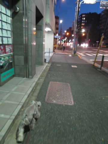 ミニチュアシュナウザーペットホテル様子おさんぽ犬おあずかり文京区フントヒュッテ東京シュナトリミング画像都内ペットホテル駒込ミニチュア・シュナウザーカット75.jpg