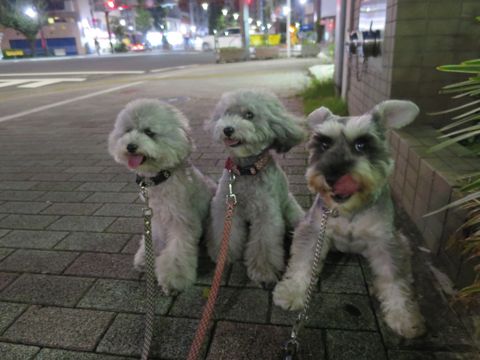 ミニチュアシュナウザーペットホテル様子おさんぽ犬おあずかり文京区フントヒュッテ東京シュナトリミング画像都内ペットホテル駒込ミニチュア・シュナウザーカット76.jpg