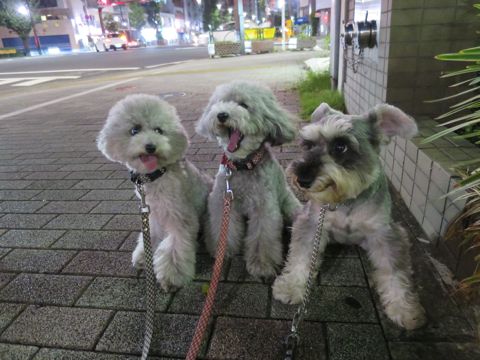 ミニチュアシュナウザーペットホテル様子おさんぽ犬おあずかり文京区フントヒュッテ東京シュナトリミング画像都内ペットホテル駒込ミニチュア・シュナウザーカット77.jpg