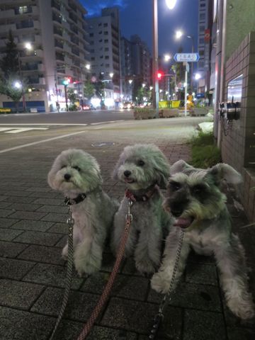 ミニチュアシュナウザーペットホテル様子おさんぽ犬おあずかり文京区フントヒュッテ東京シュナトリミング画像都内ペットホテル駒込ミニチュア・シュナウザーカット78.jpg