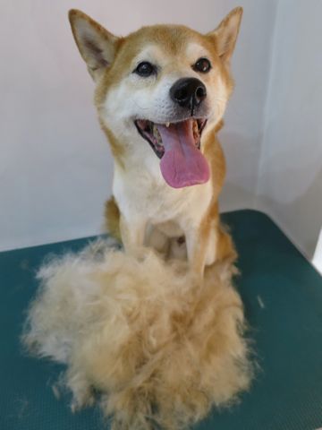 柴犬トリミング文京区柴犬読み方しばけんしばいぬトリミング東京柴犬抜け毛換毛期フントヒュッテ駒込初トリミング都内かわいい柴犬画像日本犬犬の換毛期かわいい柴犬色1.jpg