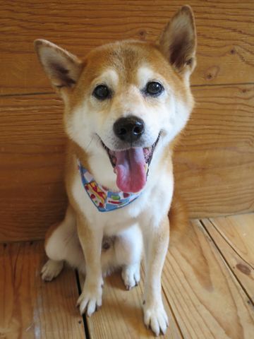 柴犬トリミング文京区柴犬読み方しばけんしばいぬトリミング東京柴犬抜け毛換毛期フントヒュッテ駒込初トリミング都内かわいい柴犬画像日本犬犬の換毛期かわいい柴犬色2.jpg